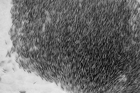 Salmon_4